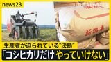 コメの品薄いつまで?不足する原因の一つが猛暑と水不足による品質低下… 新潟県のコシヒカリ生産者が迫られている“決断”【news23】|TBS NEWS DIG