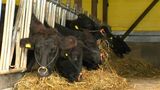 県農業産出額去年5438億円で過去最高 肉用牛で北海道に抜かれ初めて首位逃す | 鹿児島のニュース|MBC NEWS|南日本放送