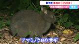 アマミノクロウサギの事故を防ぐために 岡山理科大学などが「音」でロードキルの問題解決を目指す|TBS NEWS DIG
