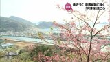 海と空と桜のコラボレーション　日南市南郷城跡の河津桜が見ごろ　|　MRTニュース ｜ ＭＲＴ宮崎放送