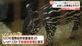 開園以来初 「マレーバク」赤ちゃんがとべ動物園で誕生! しま模様の愛くるしい姿でお母さんに甘える 一般公開は6月22日以降体調見ながら | 愛媛のニュース - Nスタえひめ|あいテレビは6チャンネル