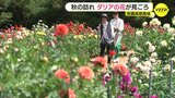 高原に秋を告げるダリアの花 「空と一緒に撮ると映える」 広島　|　RCC NEWS | 広島ニュース | RCC中国放送