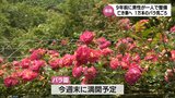 バラに亡き妻の面影を映して 72歳男性が育てる約1万本のバラが見ごろに | MRTニュース | MRT宮崎放送