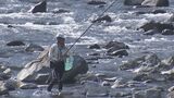 待ってました!アユの友釣り解禁「家に持って帰ると家族に喜ばれる」三重・大台町の宮川上流 | 名古屋・愛知・岐阜・三重のニュース【CBC news】 | CBC web