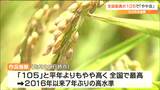 コメ作況指数は全国最高の105　作柄は「やや良」　宮城|TBS NEWS DIG