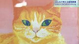 “命を預かる責任も” 「猫の日」に動物愛護を考えるイベント ネコの絵のプレゼントも 盛岡市|TBS NEWS DIG