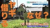 【リピート確定】月額1万円から駆け付ける"草刈り要員"はヤギ！？　猛暑も急斜面も克服し、ヒトの心まで和ませる最強のレンタルサービス　|　熊本のニュース｜RKK NEWS｜RKK熊本放送