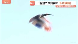 石川で本州初の「トキ放鳥」56年ぶり能登の空に…秋篠宮ご夫妻も出席　野生復帰に向け環境整備が進められる　羽咋市|TBS NEWS DIG