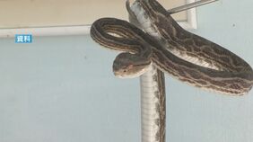 道路でハブにかまれ男性死亡　奄美群島で11年ぶり　「気温高く活動が活発」鹿児島|TBS NEWS DIG