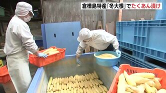 「倉橋の海、風、太陽を思い浮かべながらい味わって」呉・倉橋島の特産品「冬大根」約1万2000本をたくあん漬け|TBS NEWS DIG