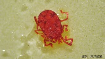 コンクリート・アスファルトで目を凝らせば見つかる“小さな赤い虫”「カベアナタカラダニ」とは　潰すと赤い汁が...そしてメスしか確認されていない不思議な生態　|　ニュース 岡山・香川 | RSK山陽放送