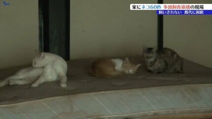 家にネコ60匹！ 多頭飼育崩壊 捕獲の現場に密着 | IBC NEWS | IBC岩手