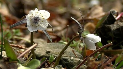 節分の時期に咲く「セツブンソウ」の開花始まる 寒波の影響で例年より2