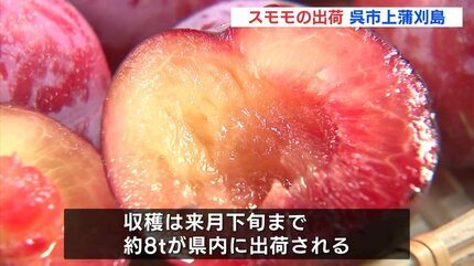 酸味と甘み “初恋の味” スモモを出荷 上蒲刈島（広島・呉市） | RCC