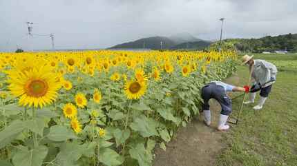 ハート型のひまわり畑 3万本を育てたのは75歳コンビ「みんなが幸せ