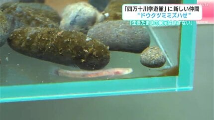 生きたままの展示はまずない」国内7県でのみ生息確認“ドウクツ