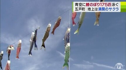 175匹の「鯉のぼり」の大群が大空を泳ぐ 満開のヤマザクラと競演も