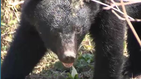 シカの駆除で山林に下見中に…クマに襲われ公務員の男性がけが…体長1.5メートルの成獣とみられる 長野・小諸市|TBS NEWS DIG