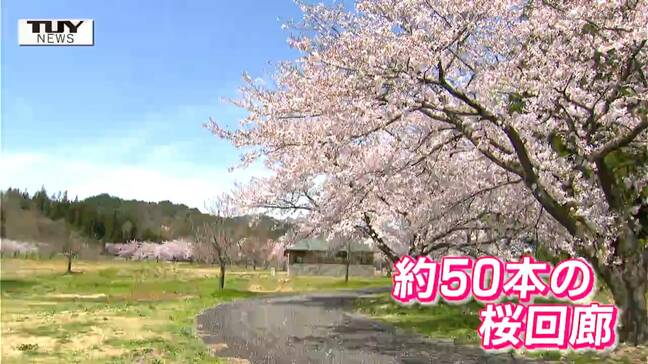 東北最大級のゆり園は桜も凄かった! 地域で親しまれる風景を取材 今年初めて桜のライトアップ!(山形・飯豊町)|TBS NEWS DIG