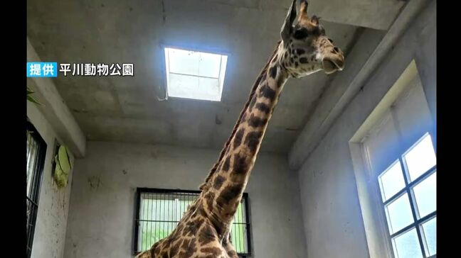 「日本にわずか11頭」マサイキリンの女の子ヒマリが平川動物公園に仲間入り 繁殖のため宮崎から借り受け|TBS NEWS DIG