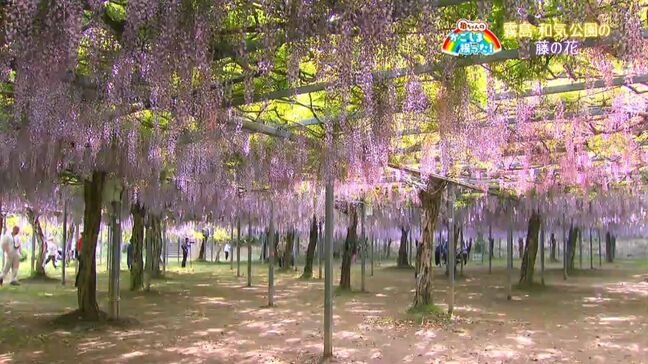 「和気公園の藤の花が見ごろ」霧島市【亀ちゃんのかごしま撮った！】|TBS NEWS DIG