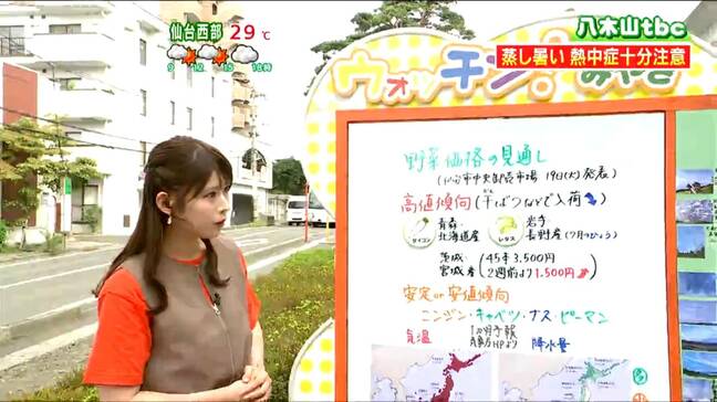 夏の猛暑と雨不足で野菜価格に影響　特にネギが高騰　tbc気象台（19日仙台市中央卸売市場発表）|TBS NEWS DIG