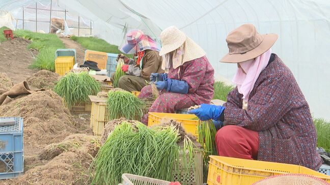 酢みそあえやジンギスカンなどの薬味に重宝　春を告げるアサツキの収穫たけなわ　北海道豊浦町|TBS NEWS DIG
