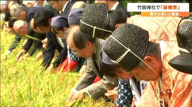 「今年の収穫に感謝して奉献」竹駒神社『抜穂祭』御神田に実った稲穂を1本ずつ丁寧に抜き取る　宮城・岩沼市|TBS NEWS DIG