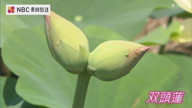 見つけたら幸運が訪れる！？50年に1度ともいわれる珍しい「双頭蓮」長崎県諫早市の唐比ハス園|TBS NEWS DIG