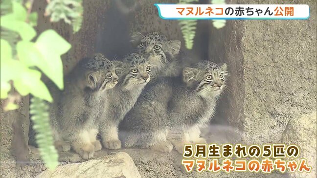 「世界最古のネコ」マヌルネコの赤ちゃん5匹一般公開　兵庫・神戸どうぶつ王国|TBS NEWS DIG