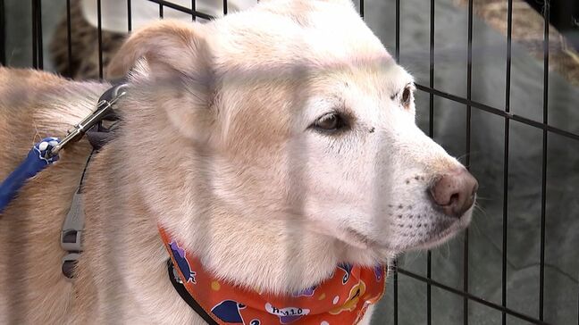 岡山市の保健所などが保護したイヌやネコの譲渡会 岡山刑務所の矯正展にあわせて開催【岡山】|TBS NEWS DIG