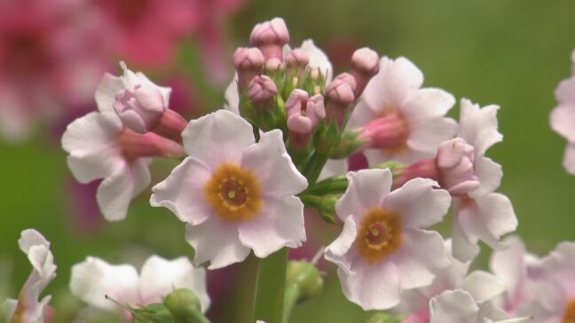 初夏の花・クリンソウが見ごろ「かれんな花で感動」長野・喬木村|TBS NEWS DIG