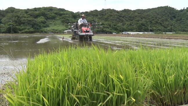 名護市羽地で二期作米の田植えはじまる　一期作目に続く豊作に期待|TBS NEWS DIG