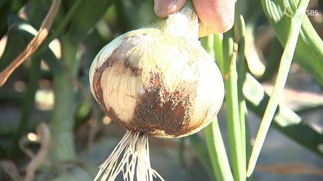 「どんどん水があふれて『あ、終わった』」自慢の新玉ねぎが台風被害… クラウドファンディングで能登半島の“仲間”も支援へ|TBS NEWS DIG