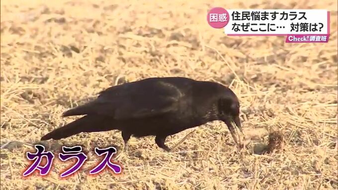 「ふん」「荒らされるゴミ」「鳴き声による騒音」住民悩ますカラスの大群　注意点と対策は　|　MRTニュース ｜ ＭＲＴ宮崎放送