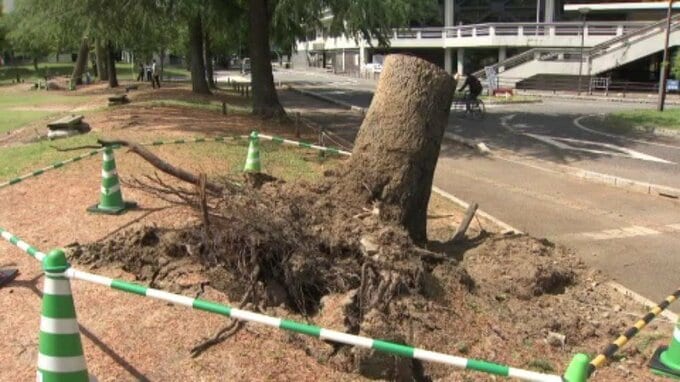 高さ２０メートルの木が倒れるなど 台風６号の被害明らかに 松山で最大瞬間風速２８．２メートル 愛媛|TBS NEWS DIG