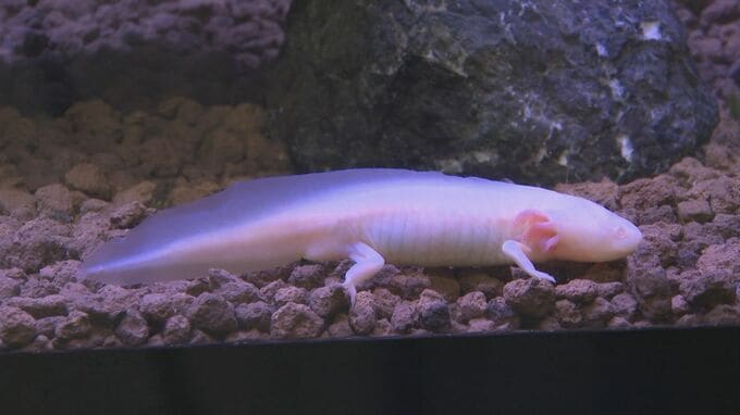 ウーパールーパーの正式名称は？　イモリとサンショウウオの特別展　島根県出雲市のゴビウスで開催|TBS NEWS DIG