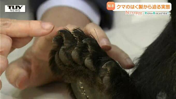 少し力を入れただけで...実際のクマを見てわかる”破壊力”　クマの目撃件数・人身被害ともに激増…クマは小さくても非常に危険（山形）【2025年度話題の記事】|TBS NEWS DIG