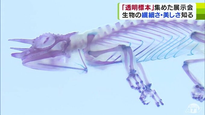 美しくも不思議な透明の世界　「魚」や「爬虫類」などの立体的な『透明標本』の作品が500点以上展示　新世界「透明標本」展が開催中|TBS NEWS DIG