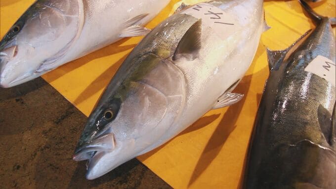 【速報】“出世魚”ブリの支出額　富山市が３年連続で日本一に　2022年・家計調査　|　富山のニュース｜天気・防災｜チューリップテレビ