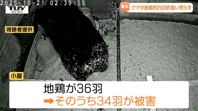 「がっくりきた」小屋には羽が散乱し...クマがブランド地鶏200羽を襲う衝撃　どのように進入して食い荒らした？ クマ目撃件数は約半月で去年1年間を超える（山形）　|　山形のニュース│TUYテレビユー山形