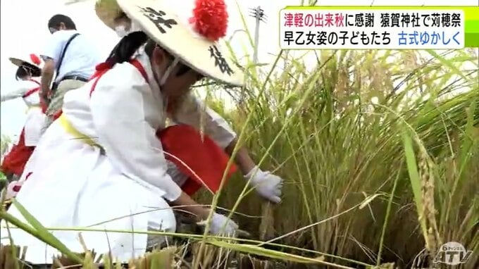 早乙女姿の子どもたちが黄金色に実ったイネを収穫　「猿賀神社」で出来秋に感謝を捧げる「苅穂祭」　収穫のイネは11月の「新嘗祭」でモチにして供える　青森県平川市|TBS NEWS DIG