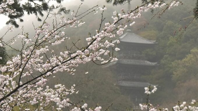 大雪の影響で閉山…清水寺が2か月振りに参拝再開　桜の名所、見ごろに間に合う　人気グッズのアクスタ・拝観特別セットも限定復活|TBS NEWS DIG