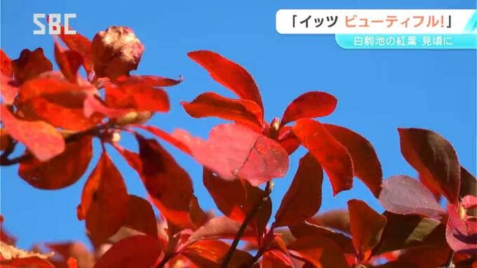 「ビューティフル！」外国人観光客も絶賛！「白駒池」の紅葉が見ごろ　来週いっぱいは楽しめそう　長野　|　SBC NEWS | 長野のニュース | SBC信越放送