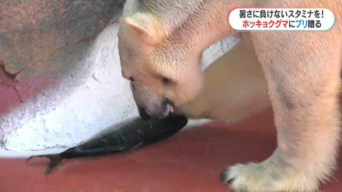 ホッキョクグマのライトに魚をプレゼント　４キロのブリに戸惑いも　鹿児島　|　鹿児島のニュース｜MBC NEWS｜南日本放送