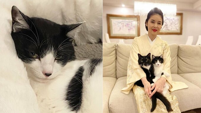 【ねこ】藤あや子さんの愛猫が猫ベッドでセクシー流し目 “どこでそんな表情覚えた！？” 　フォロワー「あや子さんを見てだと思います」|TBS NEWS DIG