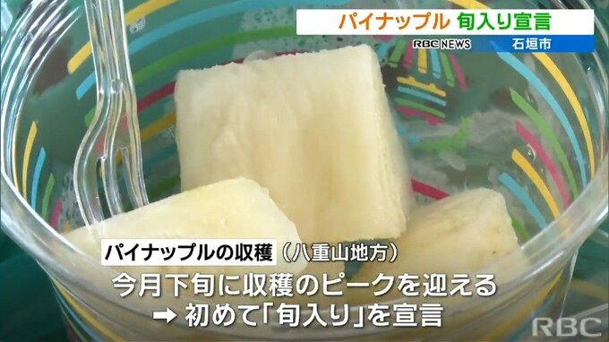 沖縄県産パインの"旬入り"宣言　石垣島　|　沖縄のニュース｜RBC 琉球放送