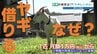 【リピート確定】月額1万円から駆け付ける"草刈り要員"はヤギ！？　猛暑も急斜面も克服し、ヒトの心まで和ませる最強のレンタルサービス　|　熊本のニュース｜RKK NEWS｜RKK熊本放送