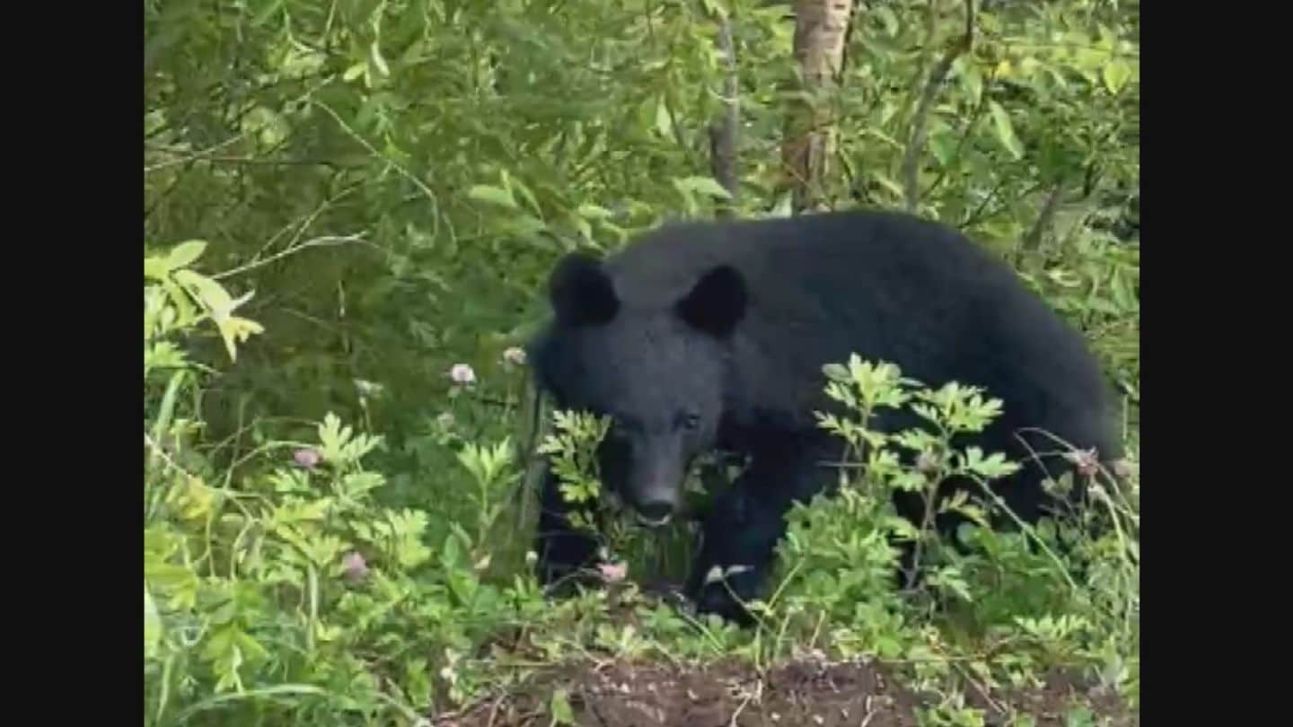 img_721d1c2128ccff73eae0157c1c