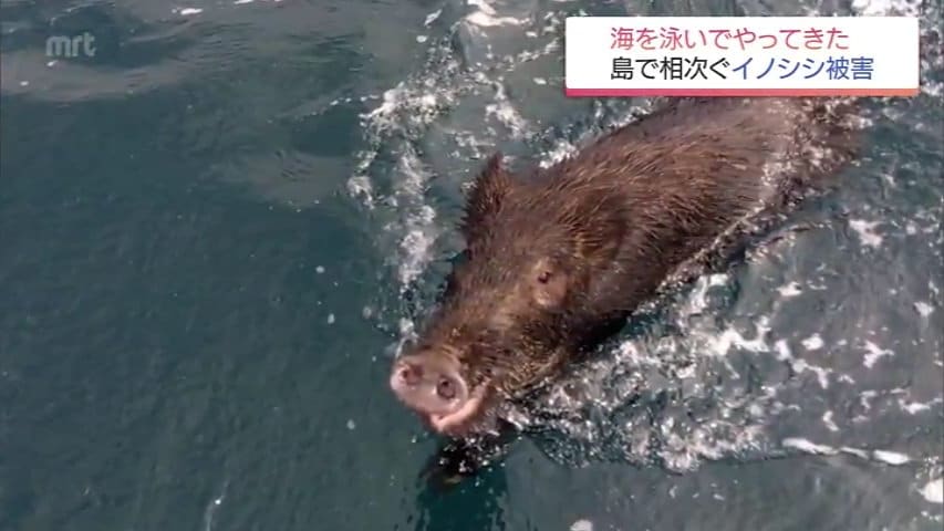 昔はいなかった」被害続出 海渡る？イノシシ離島で増殖か 蹴り落とした